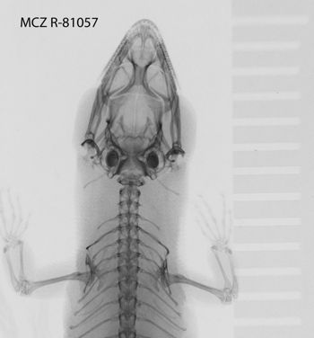 Media type: image;   Herpetology R-81057
